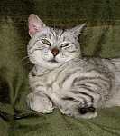 Obrazek