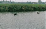 images45.fotosik.pl/119/d98c7aaaea16462am.jpg