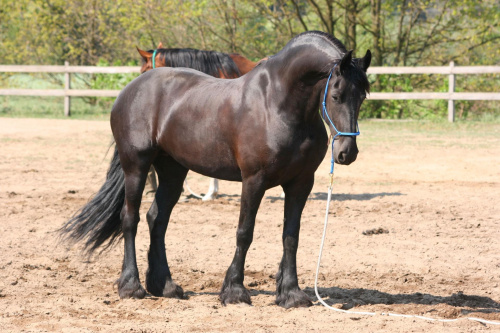 Obrazek
