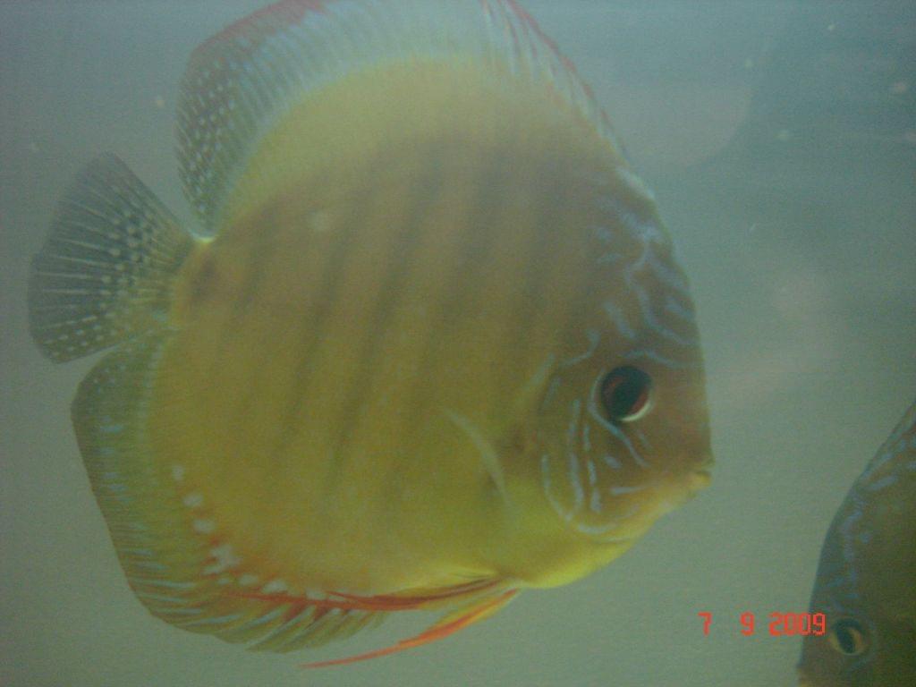 Obrazek