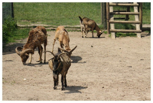 Obrazek