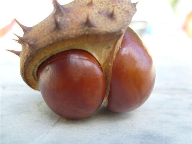 Obrazek