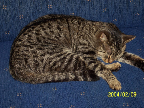 Obrazek