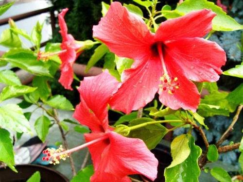 Hibiskus Forum Dyskusje Rozmowy