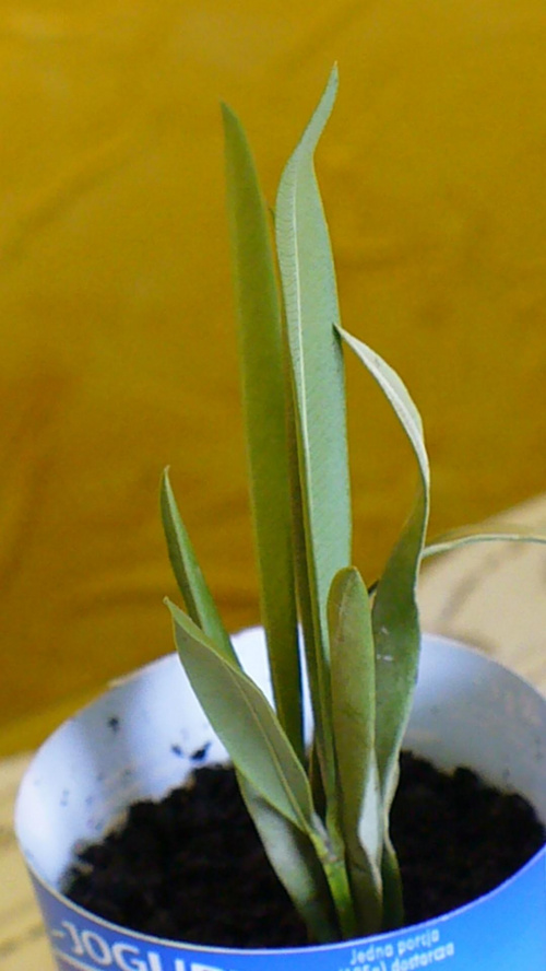 Nerium oleander / Oleander pospolity