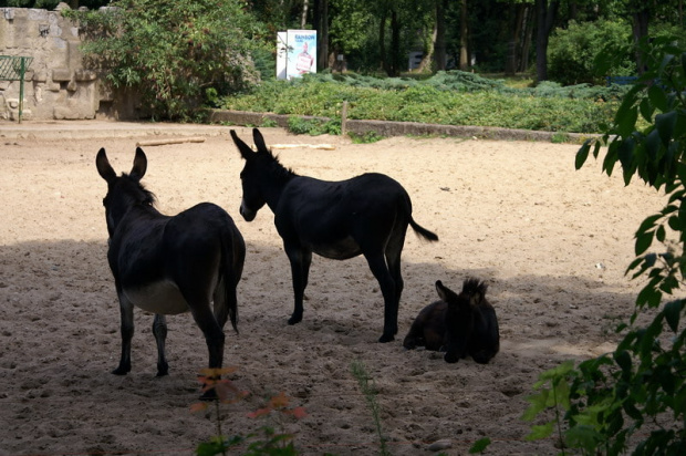 zaprosiłem 3 dzieci i mamę-ciocię do ZOO ale była sjesta zwierzęca i mało było szalonych zwierząt widać :) #ZOO