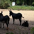 zaprosiłem 3 dzieci i mamę-ciocię do ZOO ale była sjesta zwierzęca i mało było szalonych zwierząt widać :) #ZOO