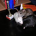 Rafiki, Igor i Borys