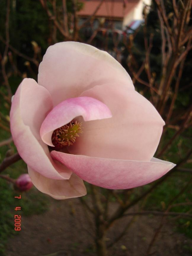 magnolia