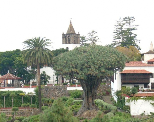 Teneryfa-Icod de los Vinos (najstarsza dracena na świecie 600-800 lat /obwód 12m,wysokość 14m)