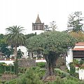 Teneryfa-Icod de los Vinos (najstarsza dracena na świecie 600-800 lat /obwód 12m,wysokość 14m)