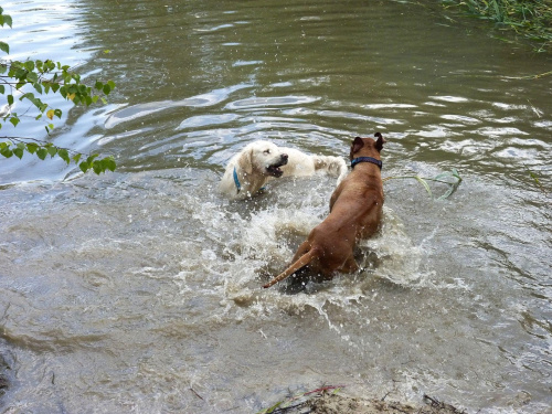 Brutus i Zoja, Choszczówka, lipiec 2011