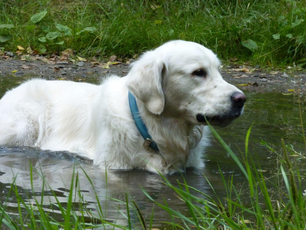 Brutus, Choszczówka, lipiec 2011