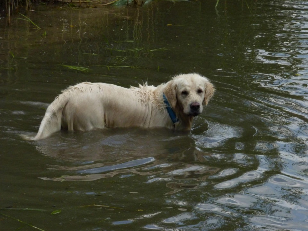 Brutus, Choszczówka, lipiec 2011