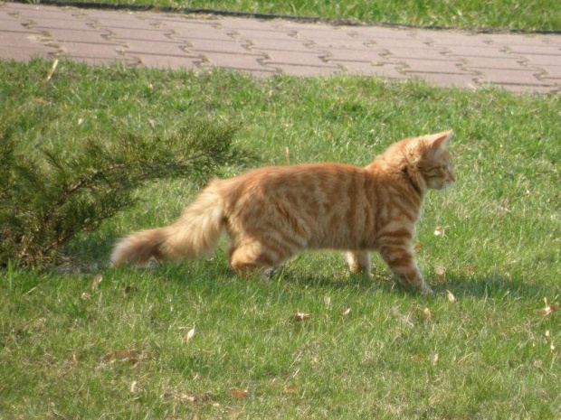 Ziuta #kot #kotka #kiciuś #rudy #śliczny #wesoły #zabawa #karczew
