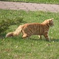 Ziuta #kot #kotka #kiciuś #rudy #śliczny #wesoły #zabawa #karczew