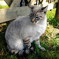 Kot z placu Gierymskiego Sławno fot.2 #ZwierzętaZOkolicy