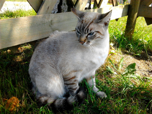 Kot z placu Gierymskiego Sławno fot.2 #ZwierzętaZOkolicy