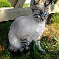 Kot z placu Gierymskiego Sławno fot.1 #ZwierzętaZOkolicy