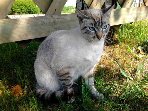 Kot z placu Gierymskiego Sławno fot.1 #ZwierzętaZOkolicy