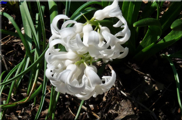 Oczarowana wiosna...:)