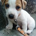 jack russell terrier:)