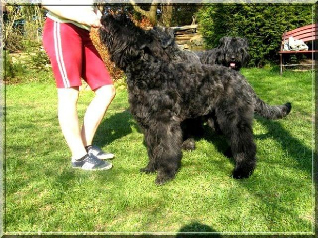 Bouvier des Flandres Breldream #BouvierDesFlandres #breldream #LooserBreldream #LadybirdBreldreram #LavinaBreldream