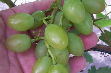 3 grona JHD są niewielkie ale jagody mają ogromne #grona #winorośl