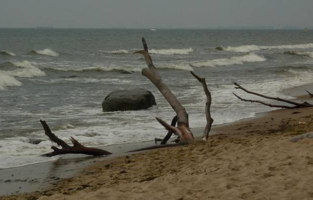 drzewa zeszły się umyć w morzu... ale to była ich ostatnia droga #BałtykMorzeBrzeg