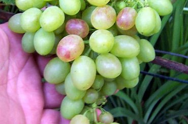 Typ Hadżibeja ma 4 grona i wszystkie wyglądają podobnie #grona #winorośl