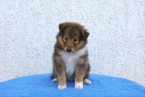 Hodowla Amber Sun, owczarek szetlandzki, sheltie #HodowlaAmberSun #OwczarekSzetlandzki #sheltie