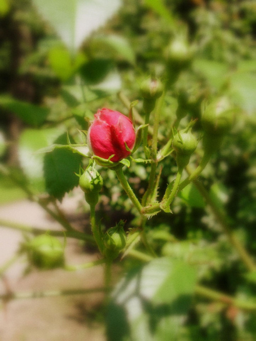 Pączek samotnej różyczki #kwiaty #woda