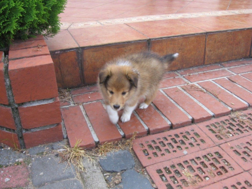 owczarek szetlandzki,sheltie,
Amber Sun FCI #OwczarekSzetlandzki #sheltie