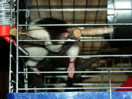 Fredziak śpi ; ) #SzczurekKoszatniczki