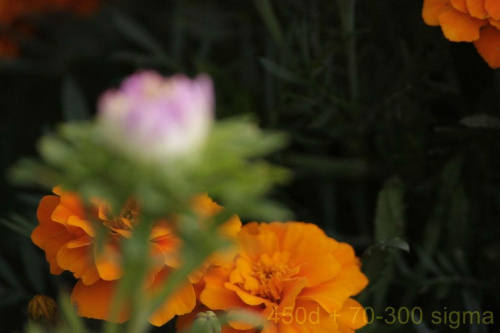 canon 450d + sigma dg 70-300 macro