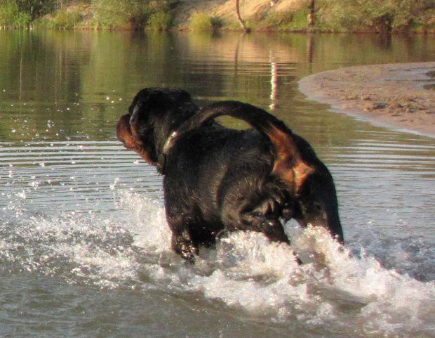 Amigo 2011-08-18 #amigo #psy #rottweiler