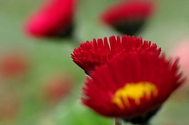 #stokrotka #stokrotki #makro #canon #powershot #SX1IS #Raynox #czerwony #łąka