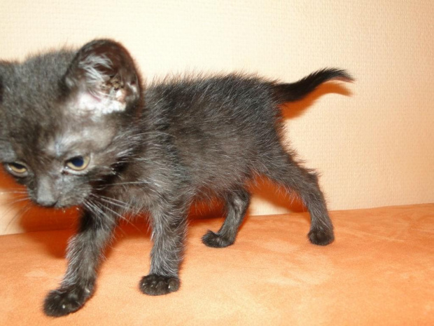 Koty do adopcji #adopcja #adopcje #Gliwice #kocięta #kot #kotki #koty #pomoc #przygarnę #schronisko #zaadoptuję #zwierzęta