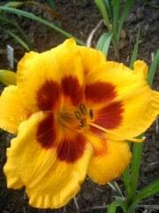 Black Eyed Susan