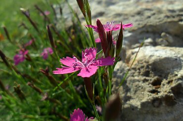 #goździk #kwiatek #kwiaty #łąka #różowy