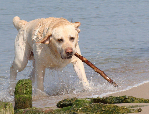 Labrador na plaży w Grzybowie #grzybowo #labrador #pies #plaża #woda