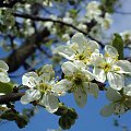 wiosenna gałązka:) #KwiatSliwa #wiosna #niebo #kolor