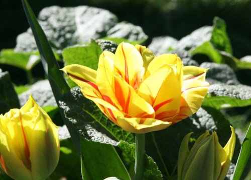 #Bralin #kwiaty #wiosna #tulipan