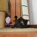 Koty do adopcji #adopcja #adopcje #Gliwice #kocięta #kot #kotki #koty #pomoc #przygarnę #schronisko #zaadoptuję #zwierzęta