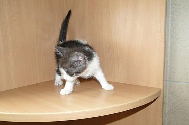 Koty do adopcji #adopcja #adopcje #Gliwice #kocięta #kot #kotki #koty #pomoc #przygarnę #schronisko #zaadoptuję #zwierzęta