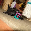 Koty do adopcji #adopcja #adopcje #Gliwice #kocięta #kot #kotki #koty #pomoc #przygarnę #schronisko #zaadoptuję #zwierzęta