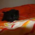 Koty do adopcji #adopcja #adopcje #Gliwice #kocięta #kot #kotki #koty #pomoc #przygarnę #schronisko #zaadoptuję #zwierzęta