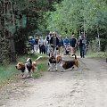 Lipiny 2011