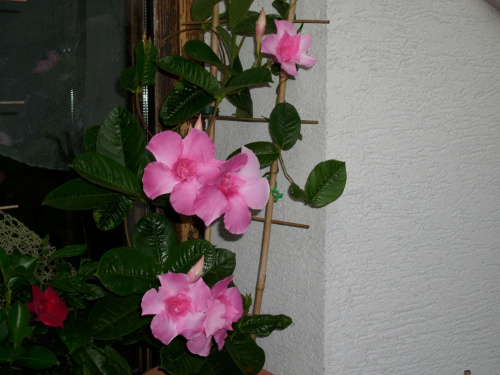 dipladenia