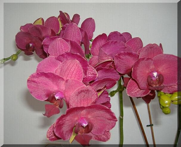 Phalaenopsis